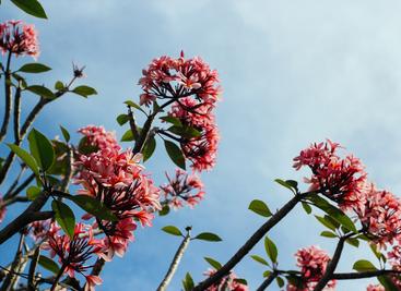 Bermuda Virtual Tour Guide app